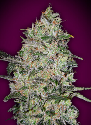 Bubble Gum Fast