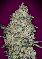 Bubble Gum Fast