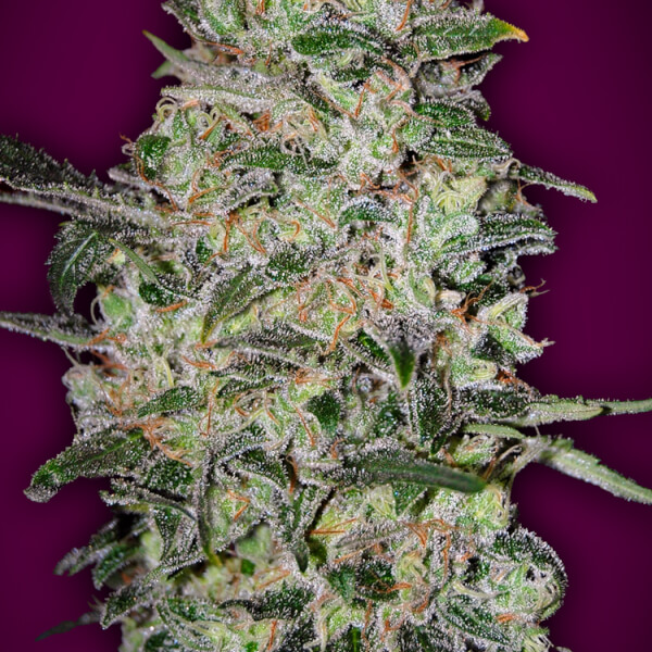 Bubble Gum Fast