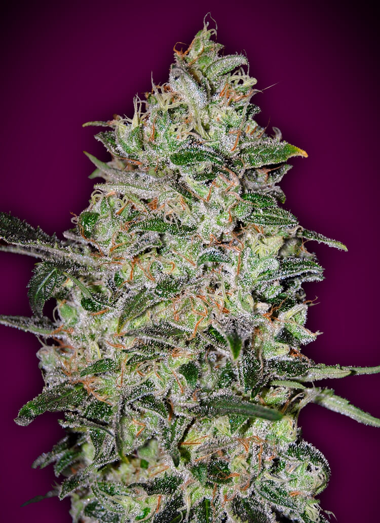 Bubble Gum