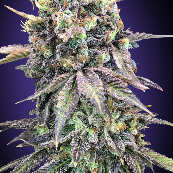 Purple Punch