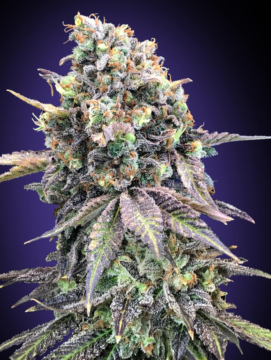 Purple Punch
