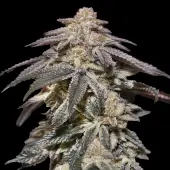 Apple Bananas Auto