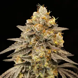 Biscotti Zkittlez Auto