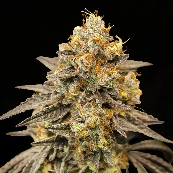 Biscotti Zkittlez Auto