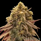 Gelato Mint Auto