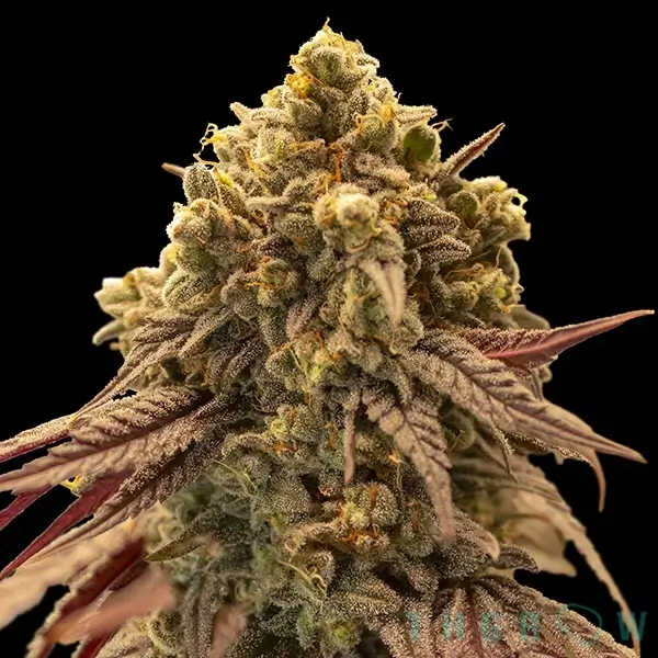 Gelato Mint Auto