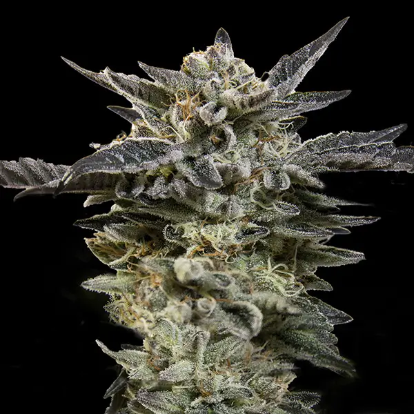 Oreoz Auto