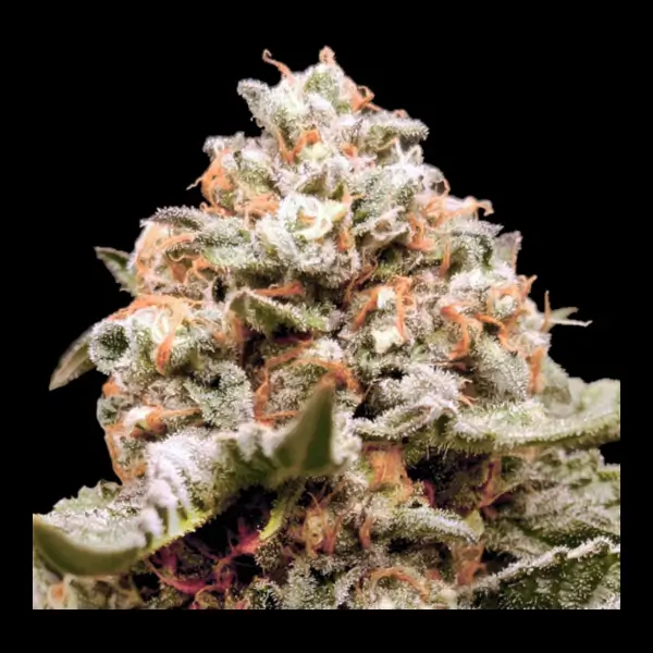 Rainbow Mints Auto