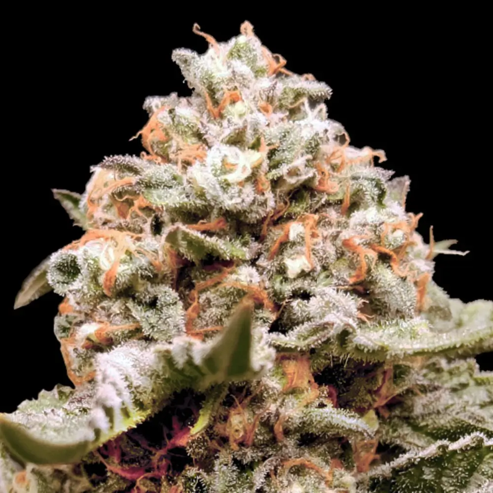 Rainbow Mints Auto