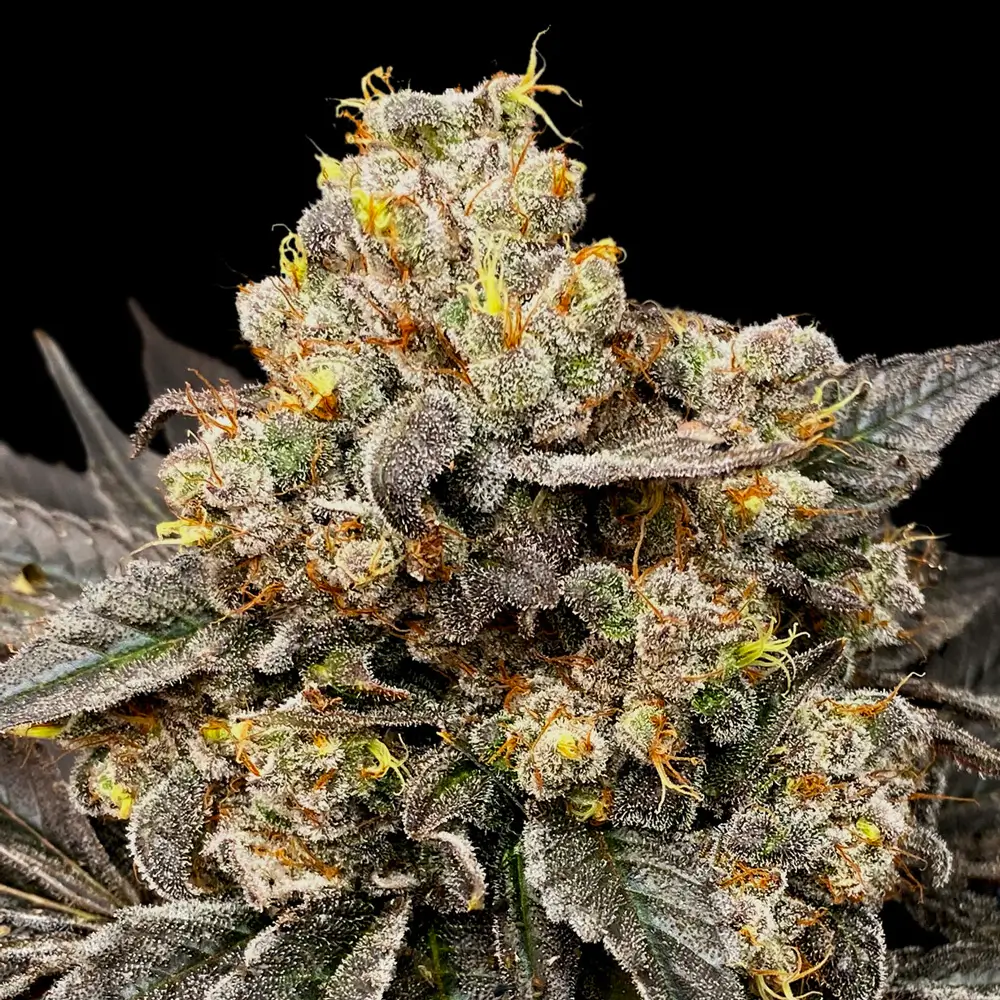 Biscotti Zkittlez