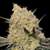 Gelato Mint