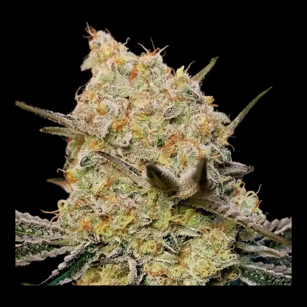 Gelato Mint