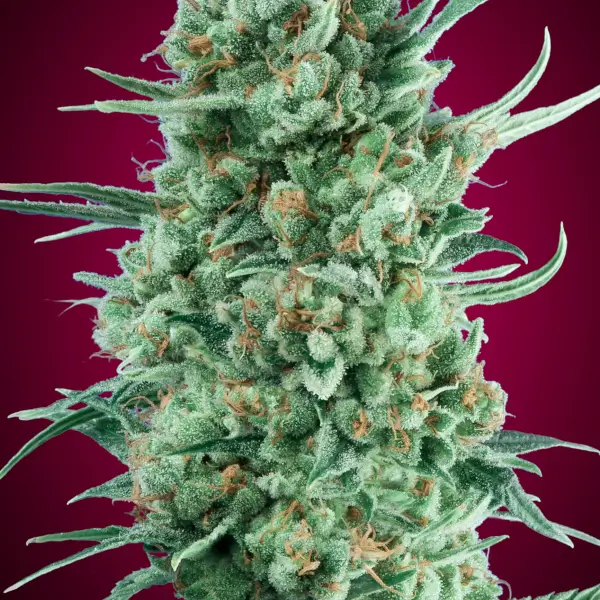 Auto Bubble Gum XXL