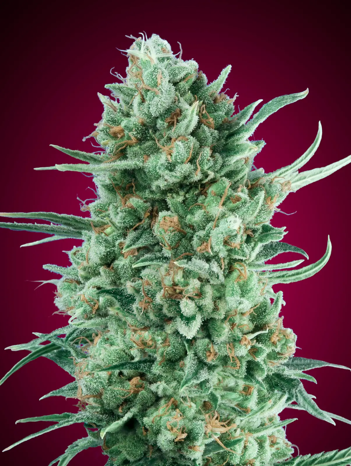 Bubble-Gum XXL Auto