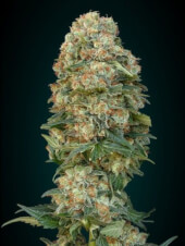 Afghan Skunk