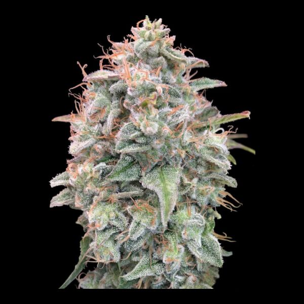 Auto Banana Cookies