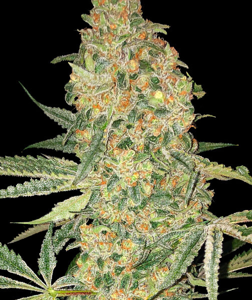 Bruce Banner