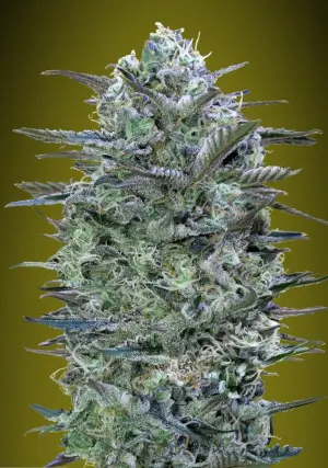 Critical Lemon