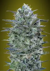 Critical Lemon