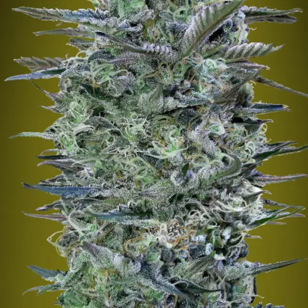 Critical Lemon