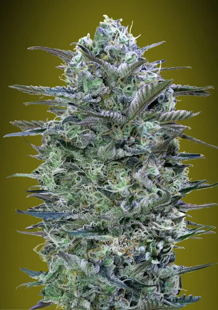 Critical Lemon