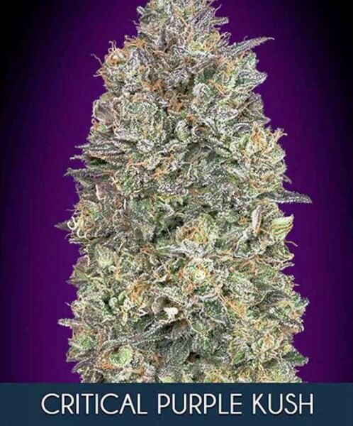 Critical Purple Kush