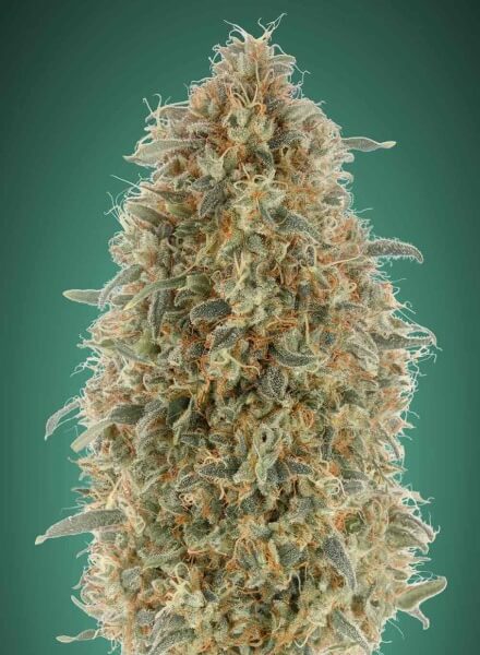 Gorilla Blue