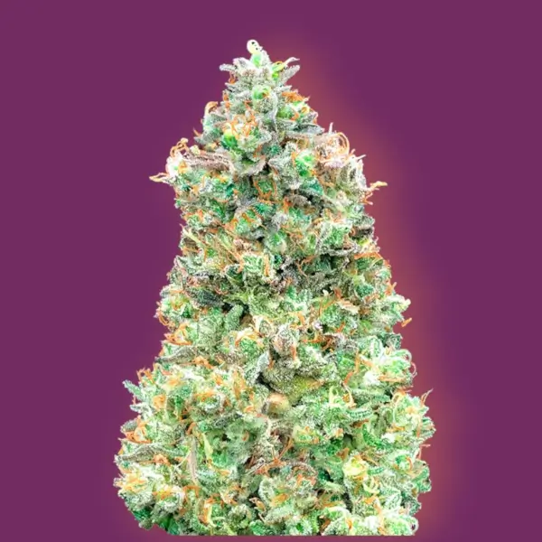Critical Mass Fast