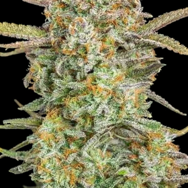 Auto Bruce Banner XXL