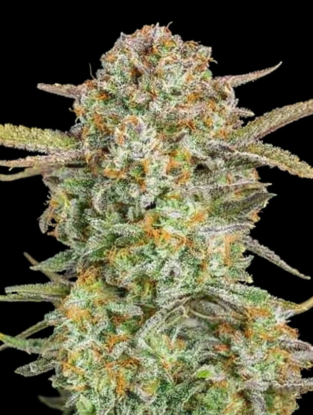 Bruce Banner XXL Auto