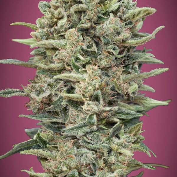 Gelato #33 Fast