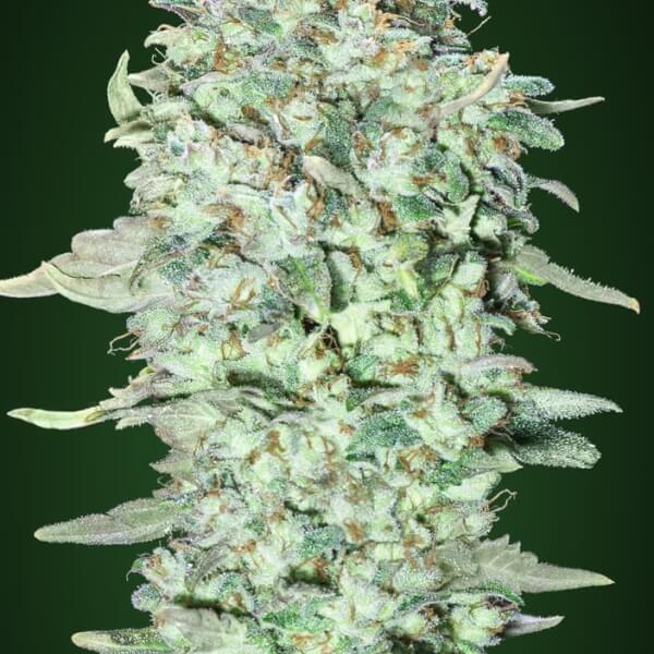 OG Kush SFV