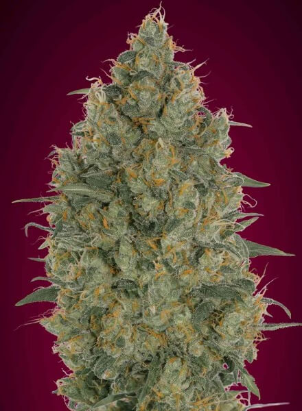Strawberry Gum
