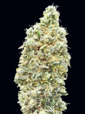 Strawberry Banana Fast
