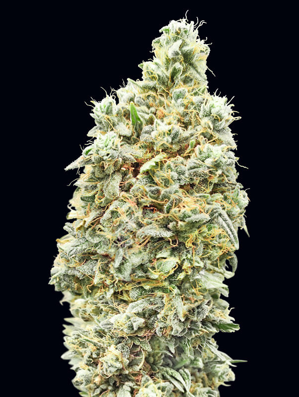 Strawberry Banana