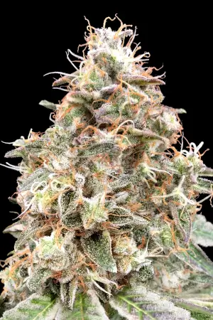Auto Forbidden Fruit