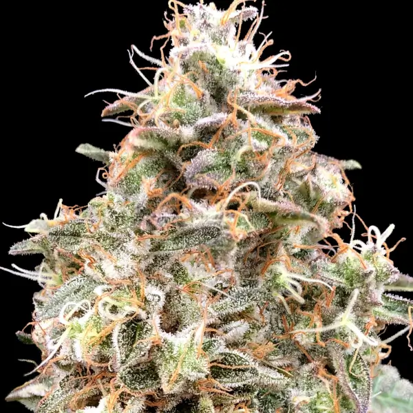 Auto Forbidden Fruit Cake