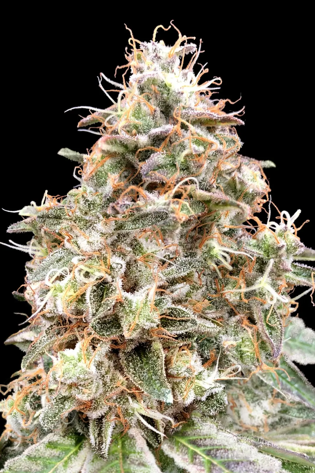 Forbidden Fruit Cake Auto