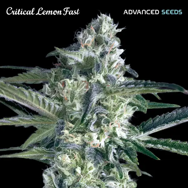 Critical Lemon