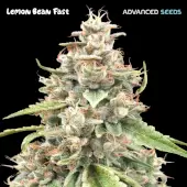 Lemon Bean Fast