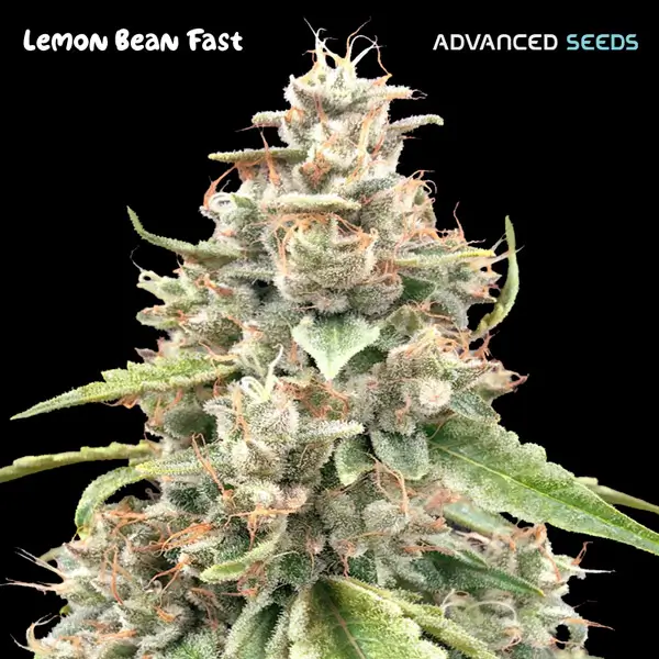 Lemon Bean