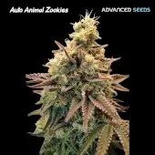 Animal Zookies Auto
