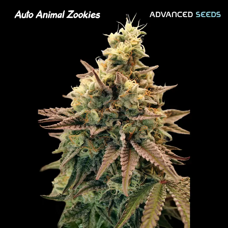 Animal Zookies Auto