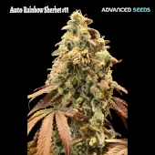 RS11 Auto aka Rainbow Sherbert #11 Auto