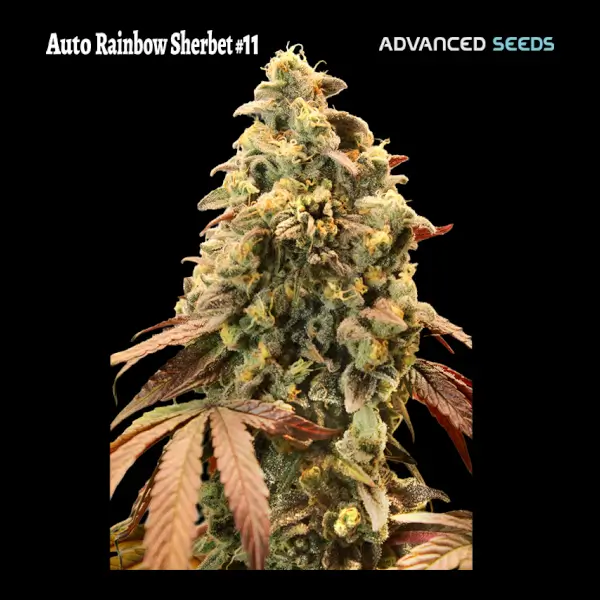 RS11 Auto aka Rainbow Sherbert #11 Auto