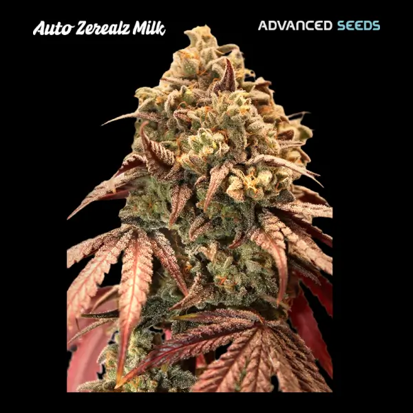 Zerealz Milk Auto