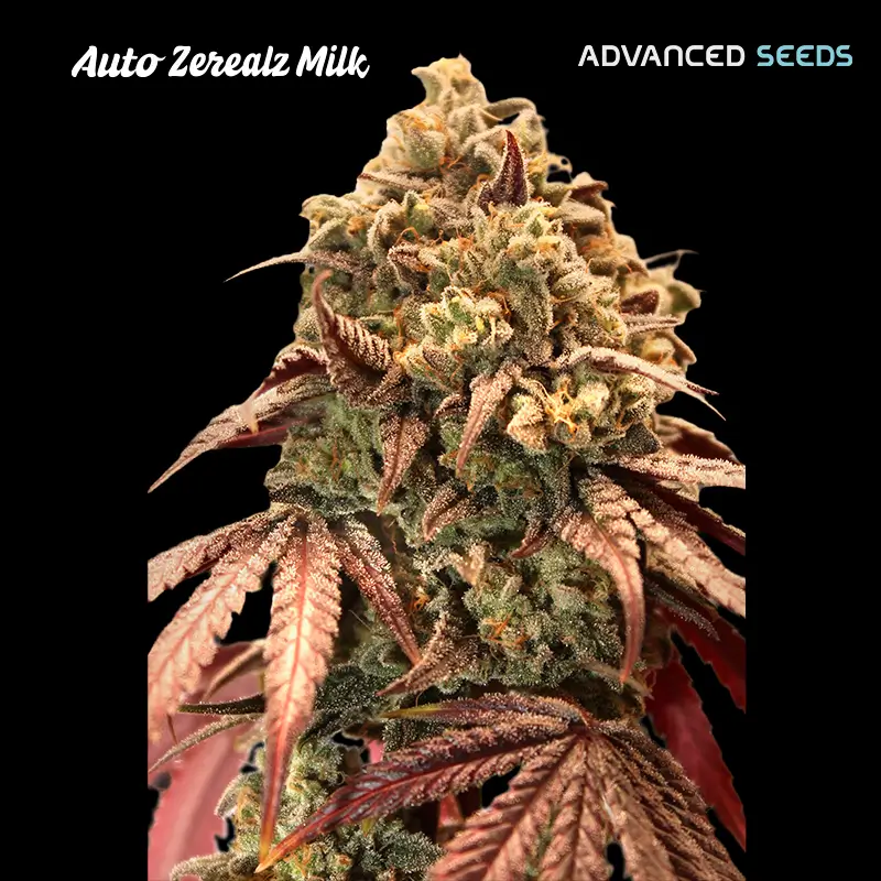 Zerealz Milk Auto