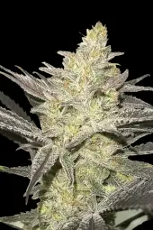 Rainbow Sherbet #11