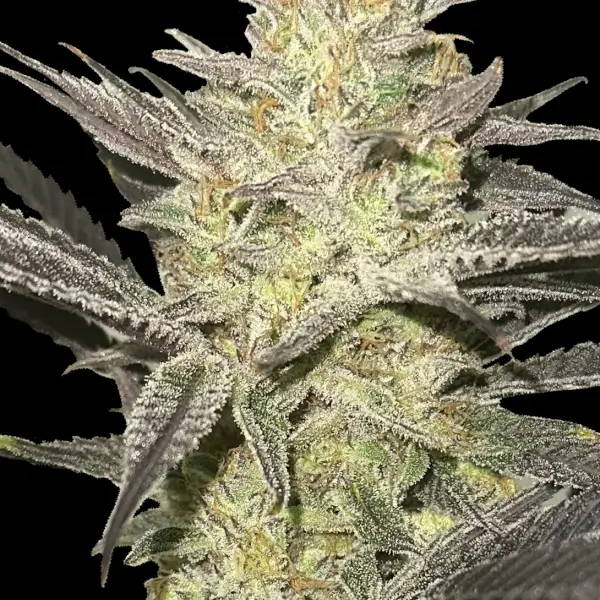 Rainbow Sherbet #11